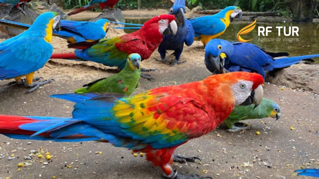 Parque das Aves Foz do Iguaçu